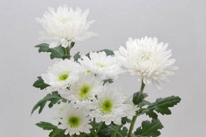 正月を飾る菊の花｜「フラワーショップコスモス」　（宮崎県小林市の花キューピット加盟店 花屋）のブログ