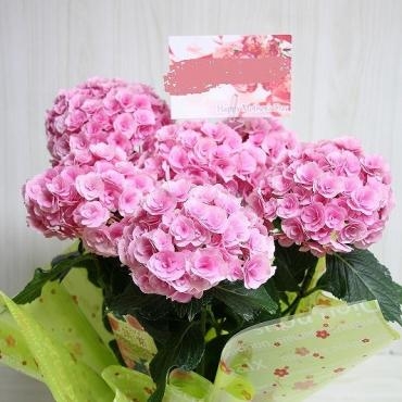 母の日のプレゼントに『筑紫ルビー』をおとどけしました。｜「フラワーショップコスモス」　（宮崎県小林市の花キューピット加盟店 花屋）のブログ
