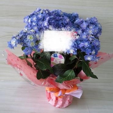 母の日のプレゼントに『筑紫の風』を埼玉県におとどけしました｜「フラワーショップコスモス」　（宮崎県小林市の花キューピット加盟店 花屋）のブログ