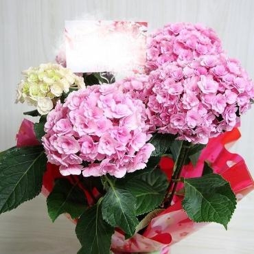母の日のプレゼントに『筑紫ルビー』をおとどけしました｜「フラワーショップコスモス」　（宮崎県小林市の花キューピット加盟店 花屋）のブログ