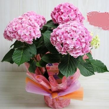 母の日のプレゼントの『筑紫ルビー』を福井県におとどけしました。｜「フラワーショップコスモス」　（宮崎県小林市の花キューピット加盟店 花屋）のブログ
