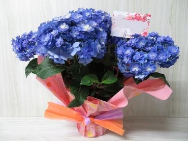 母の日のプレゼントに『筑紫の風』をおとどけしました｜「フラワーショップコスモス」　（宮崎県小林市の花キューピット加盟店 花屋）のブログ