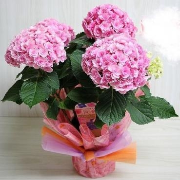 母の日に『筑紫ルビー』をお届けしました！｜「フラワーショップコスモス」　（宮崎県小林市の花キューピット加盟店 花屋）のブログ