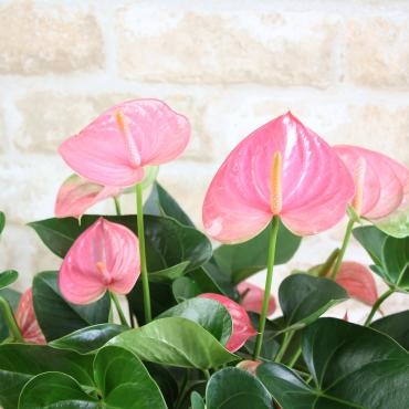母の日に贈るアンスリウムの品種3種 花屋ブログ 宮崎県小林市の花屋 フラワーショップコスモスにフラワーギフトはお任せください 当店は 安心と信頼の花キューピット加盟店です 花キューピットタウン
