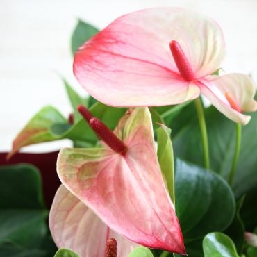 母の日に贈るアンスリウムの品種3種 花屋ブログ 宮崎県小林市の花屋 フラワーショップコスモスにフラワーギフトはお任せください 当店は 安心と信頼の花キューピット加盟店です 花キューピットタウン
