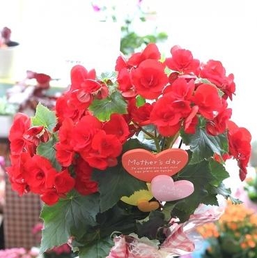 母の日第二の定番花鉢 リーガースベゴニア 花屋ブログ 宮崎県小林市の花屋 フラワーショップコスモスにフラワーギフトはお任せください 当店は 安心と信頼の花キューピット加盟店です 花キューピットタウン