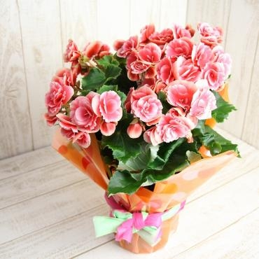母の日用としてベコニアの『ボリアス』をお届けしました｜「フラワーショップコスモス」　（宮崎県小林市の花キューピット加盟店 花屋）のブログ