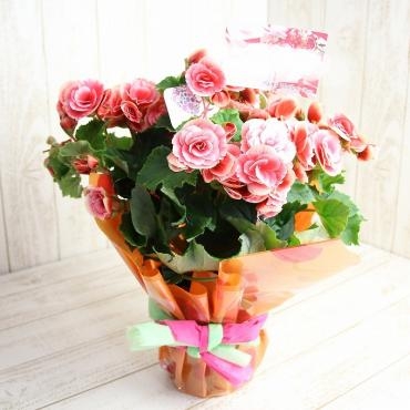母の日用としてリーガースベゴニア『ボリアス』をお届けしました♪｜「フラワーショップコスモス」　（宮崎県小林市の花キューピット加盟店 花屋）のブログ