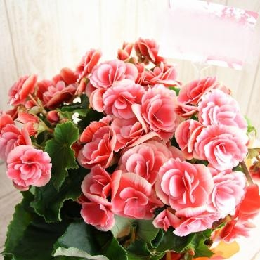 母の日用としてリーガースベゴニアの『ボリアス』をお届けしました♪｜「フラワーショップコスモス」　（宮崎県小林市の花キューピット加盟店 花屋）のブログ